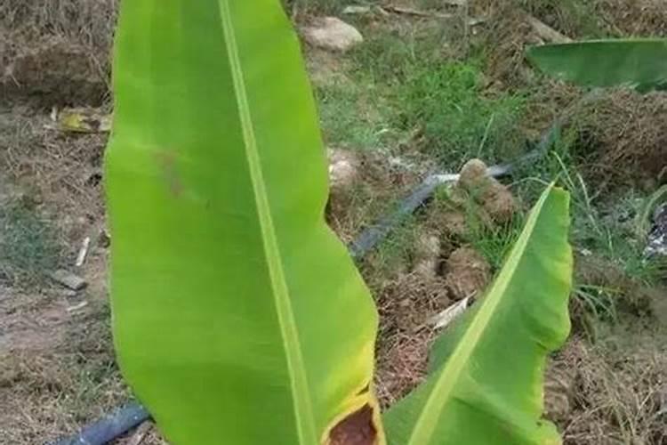 花生后期喷什么叶面肥最好