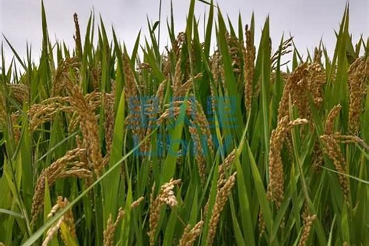 养月季哪种肥料效果更好,生长更旺盛？