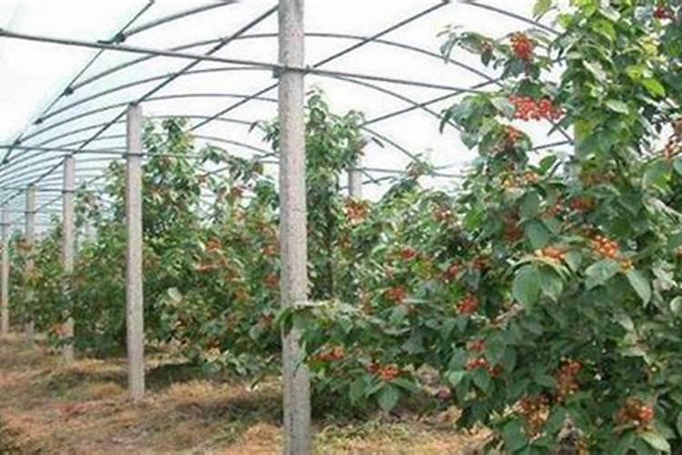 水放久了变绿有毒吗