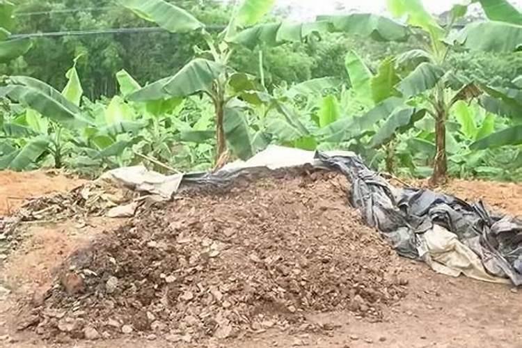 香蕉皮怎么做花的肥料