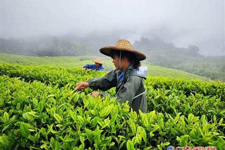 茶叶施肥“一基三追”