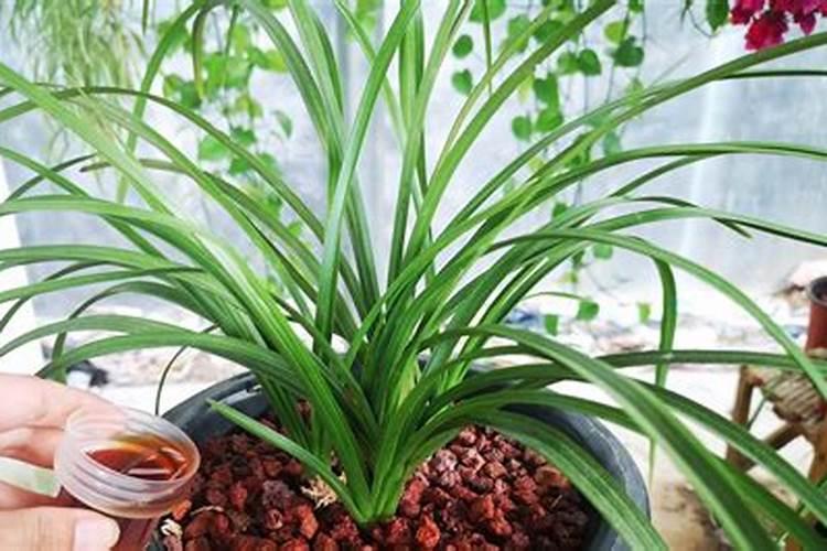 兰花用什么肥料最好