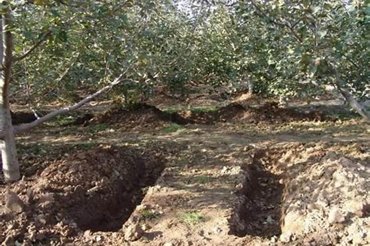 兰花开花时能施肥吗 开花的兰花能不能施肥