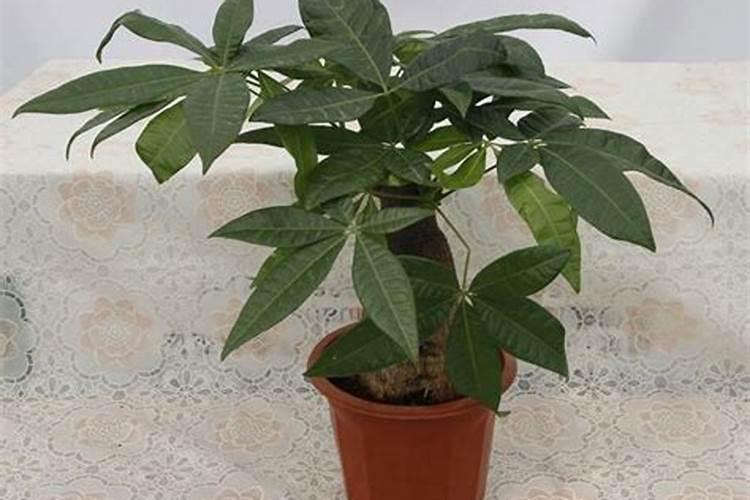 观叶植物施什么肥最好,适合用什么肥料