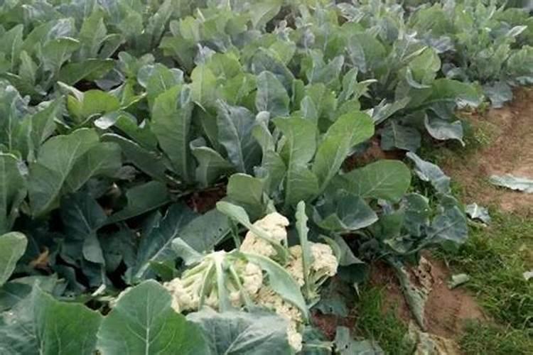 种大白菜用什么样的肥料好