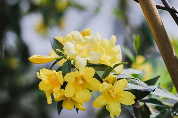 法国香水茉莉的施肥方法