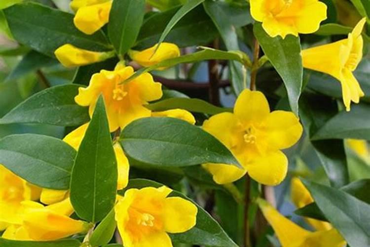 法国香水茉莉一年开几次花 开花时间什么时候