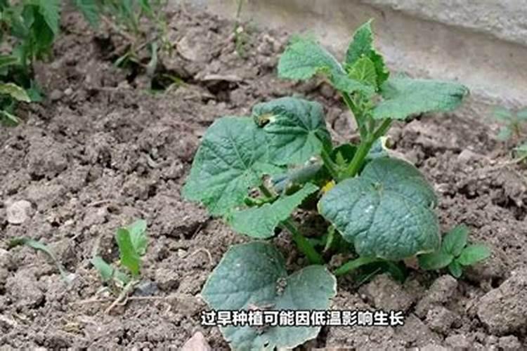 黄瓜冲施哪种水溶肥好