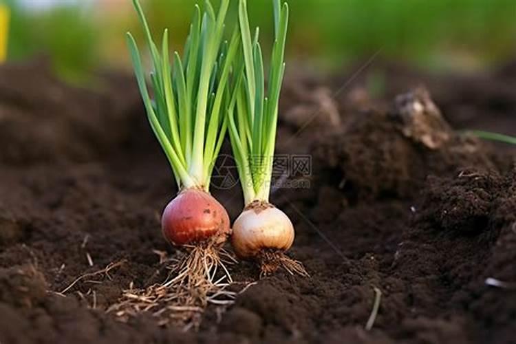 洋葱苗怎么栽种 洋葱种植技巧总结