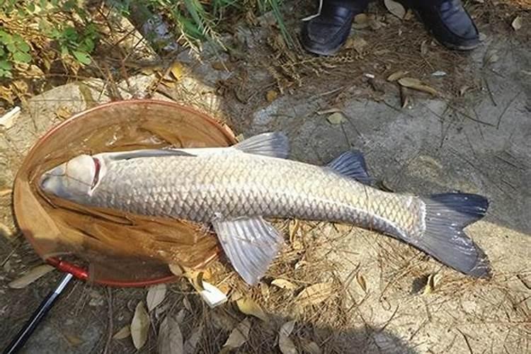 洋葱苗怎么栽种 洋葱种植技巧总结
