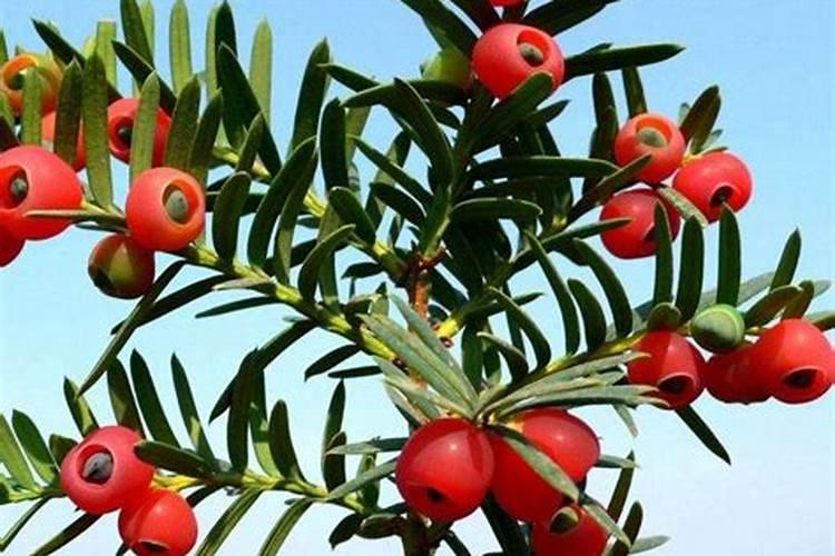 红豆杉用什么肥料最好