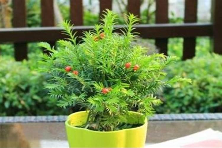 红豆杉怎么施肥