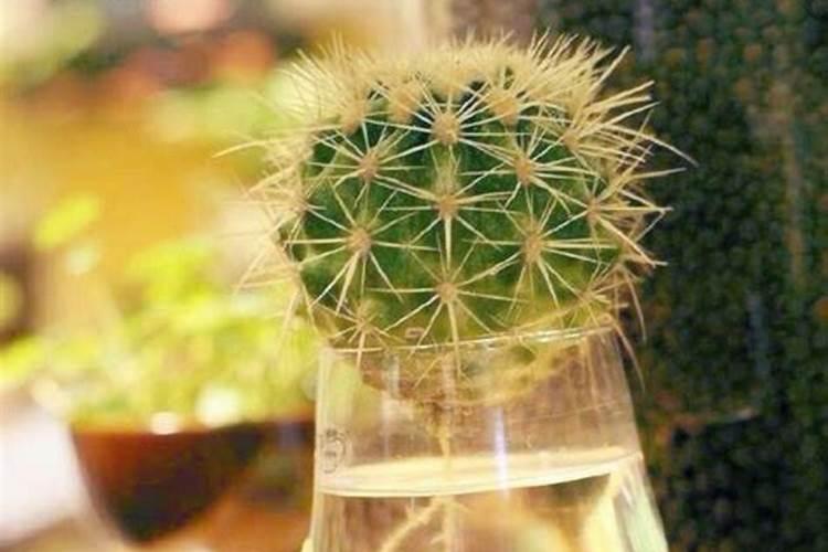 生活中哪些废弃的水对植物来说是比较好的肥料？