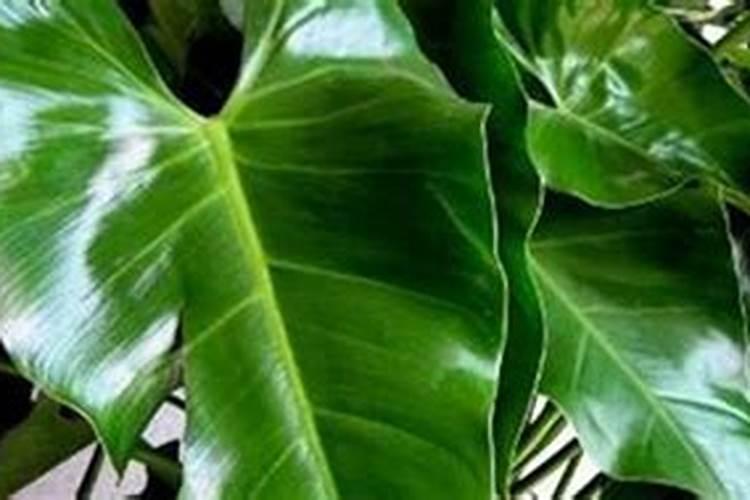 养花需要什么肥料