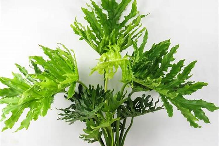 春羽 适合客厅养的水养植物