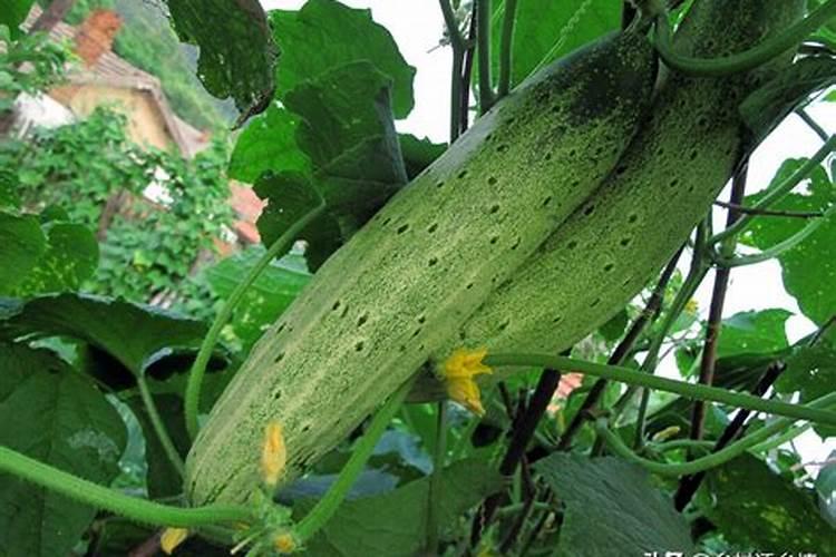 黄瓜什么时候施肥最好 黄瓜最好的施肥时间