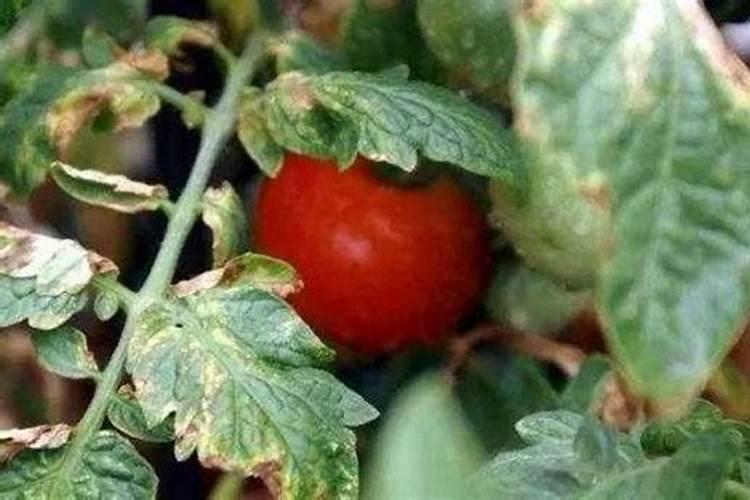 西红柿和黄瓜怎样追肥？选用什么叶面肥好？