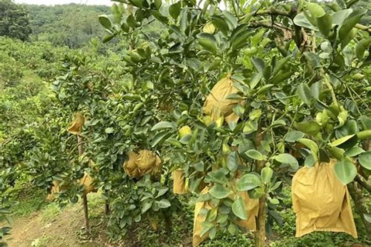 耙耙柑花芽分化上啥肥;耙耙柑全年施肥要点
