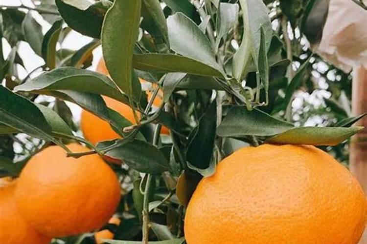 耙耙柑树如何管理的书