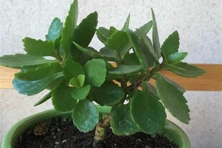 养花常用五种肥  养花用什么肥好