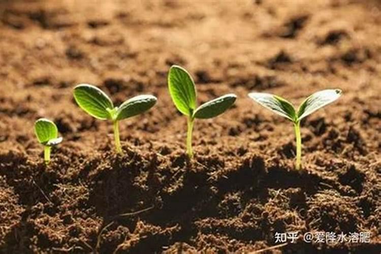 空心菜施肥用什么肥料