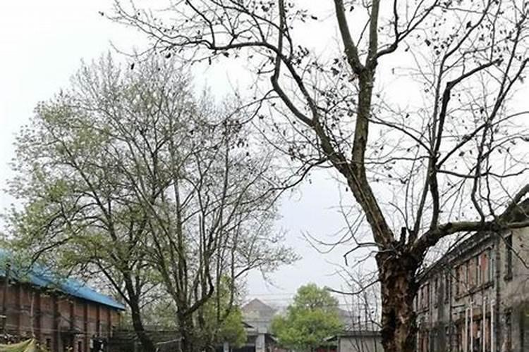 青毛豆有专用品种吗？