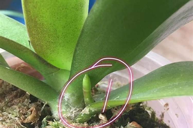 蝴蝶兰刚长花芽可以施肥吗