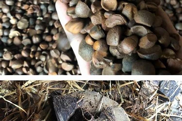 茶籽饼做肥料要怎么发酵