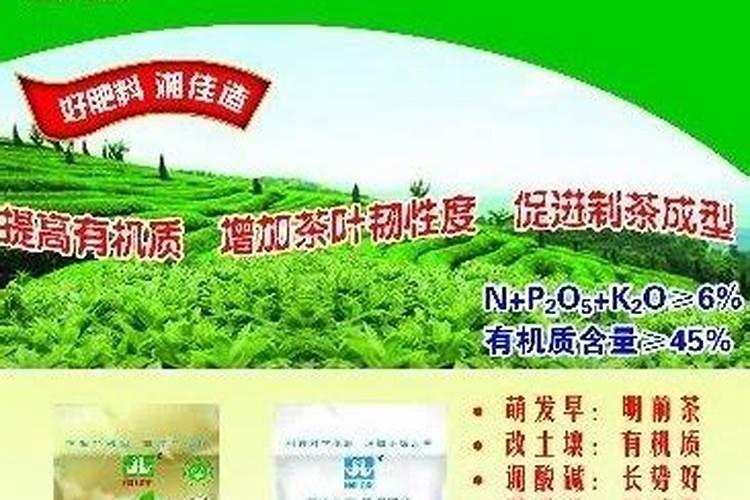 龟背竹用什么肥料