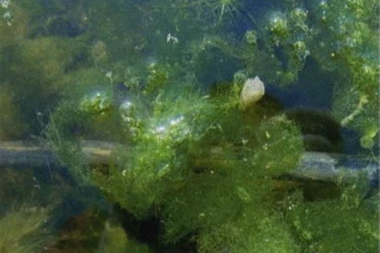 每次换水后很快就有了绿藻.怎么处理