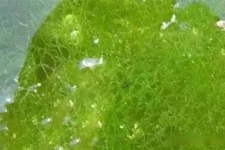 吊兰多久施肥一次？如何辨别是否需要进行施肥？