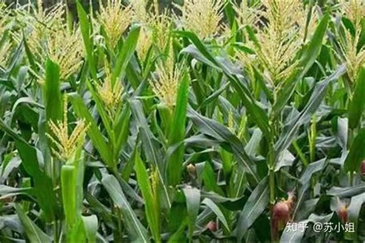 玉米叶面肥哪种最好