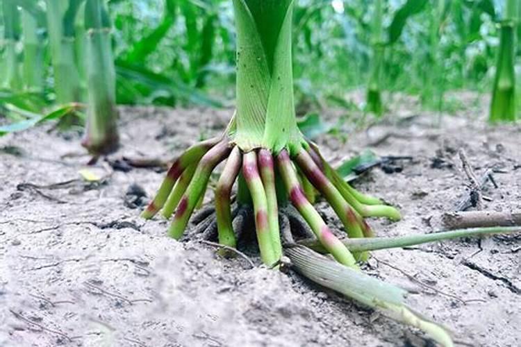 玉米灌浆期打什么叶面肥好