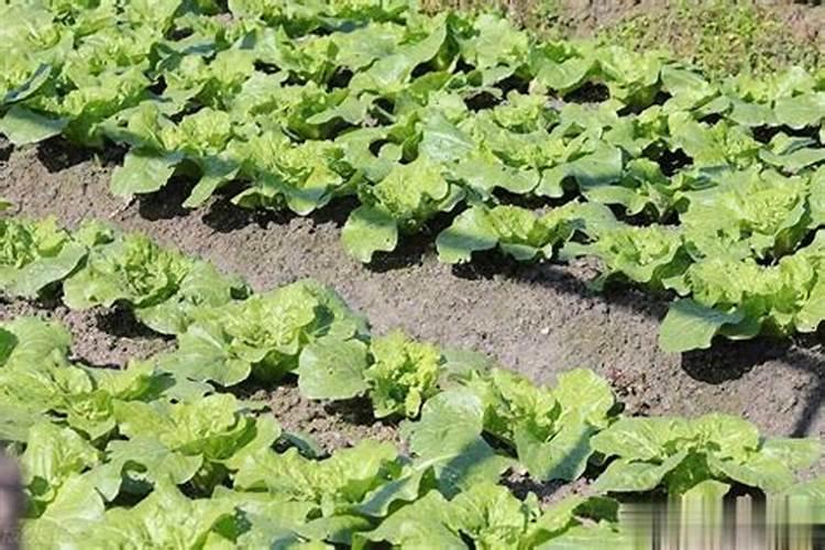 种萝卜白菜用什么肥料