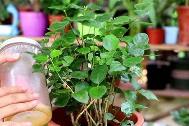 茉莉底肥放什么肥好(底肥施用方法)