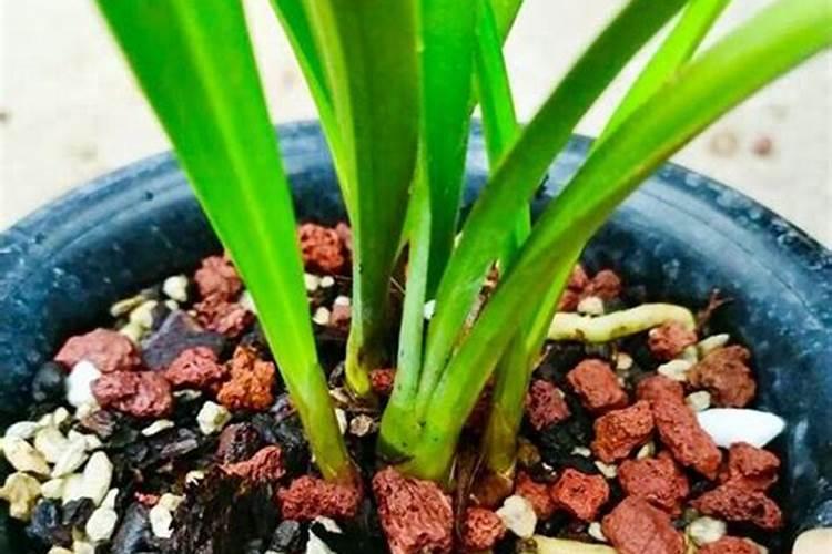 肉质根植物如何养护