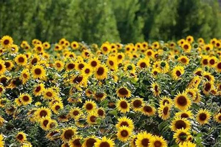 油葵施什么肥最好