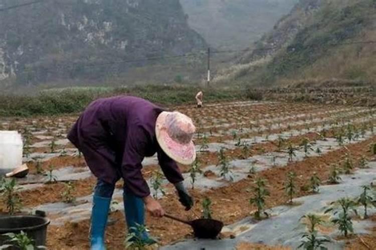 鸡粪是个宝,新疆中药材种植离不了