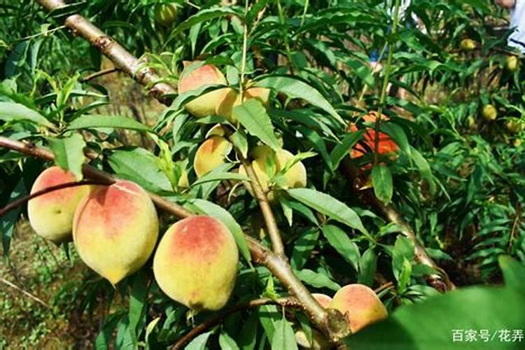 鹰嘴桃5月底还要打硼肥吗？