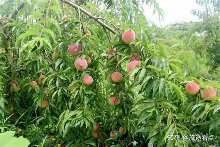 鹰嘴桃5月底还要打硼肥吗？