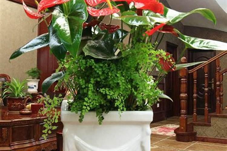 水培红掌要施什么肥好