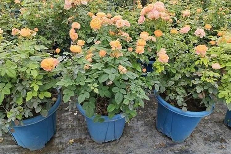 玉兰花的叶子能用来烧茶喝吗