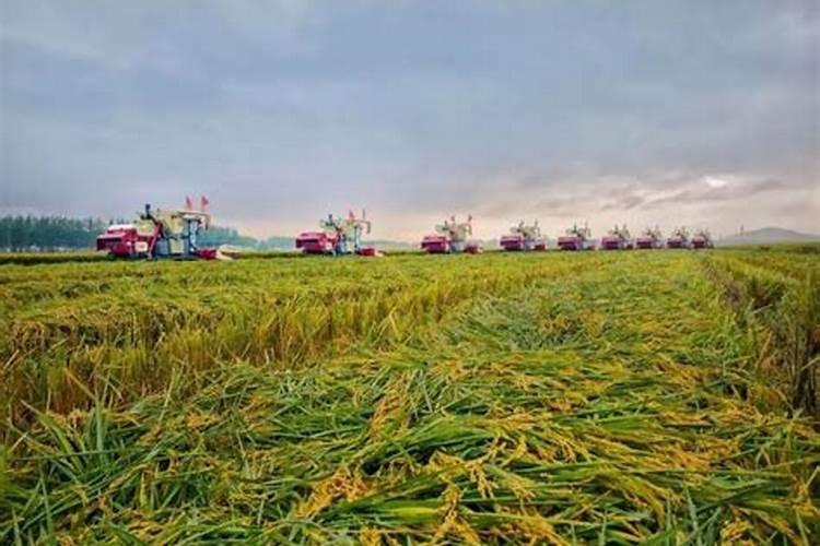 水稻打什么药能增产 什么时间打药较好