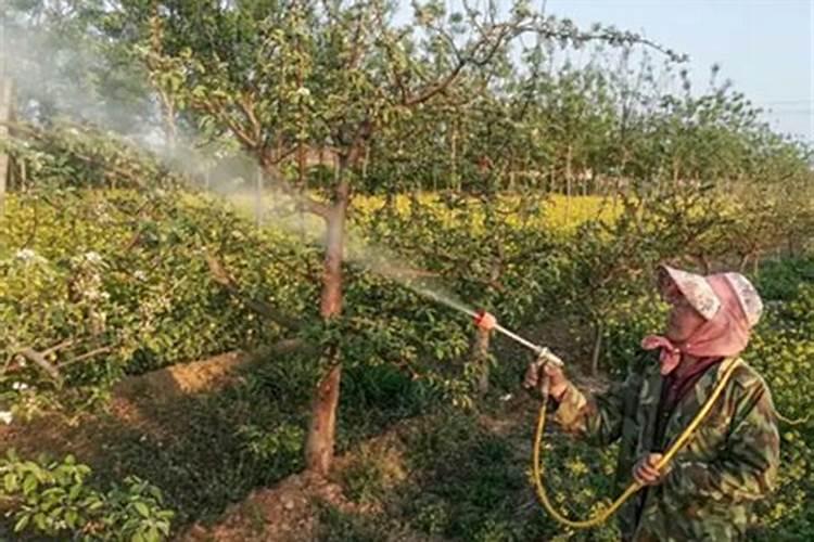 油桃种植用什么肥料可使果实更硬更甜