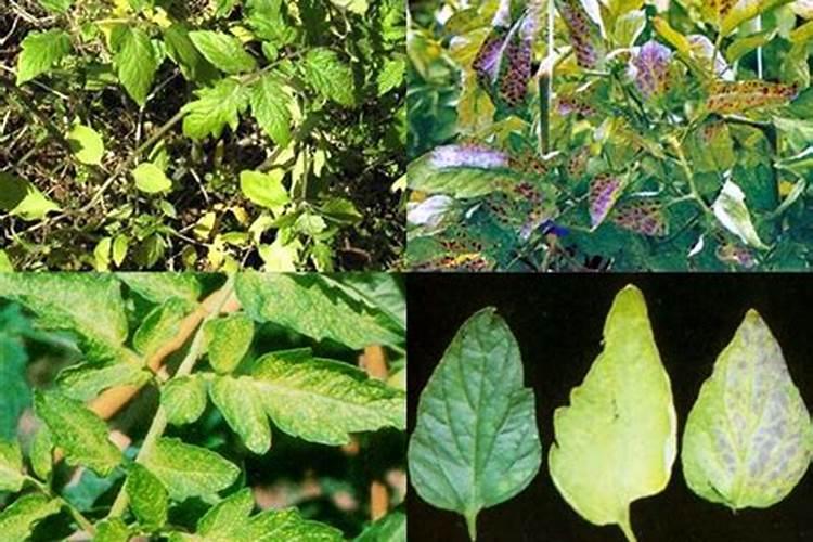 生根剂水溶肥叶面喷施效果会好吗