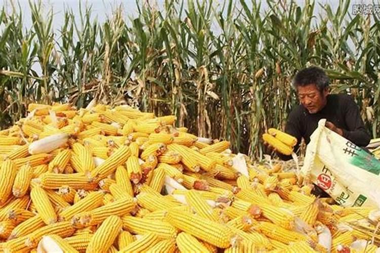 金正大控释玉米专用肥261212多少钱一吨