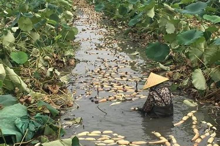 无籽西瓜是打药的吗