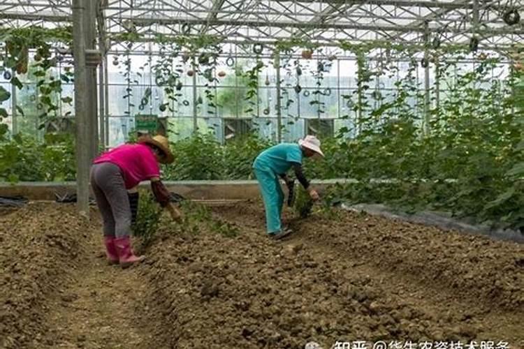 那些无籽西瓜打药了吗对身体有影响吗,还有那种碗大的小西瓜都健康...