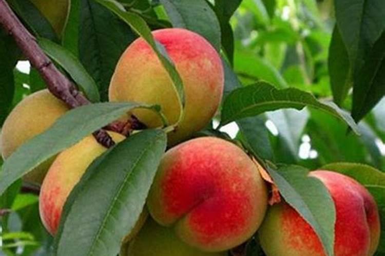 桃树撒施肥料可以吗？