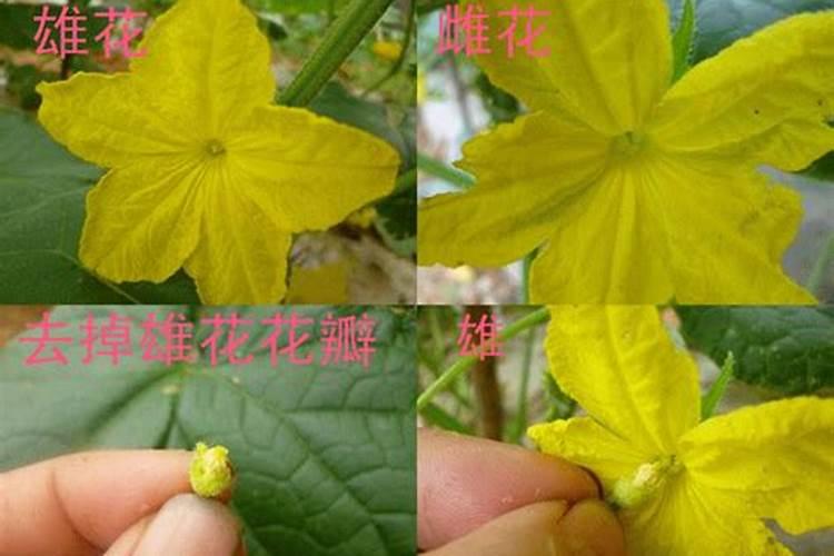 黄瓜施肥不当镶金边 施肥方法总结